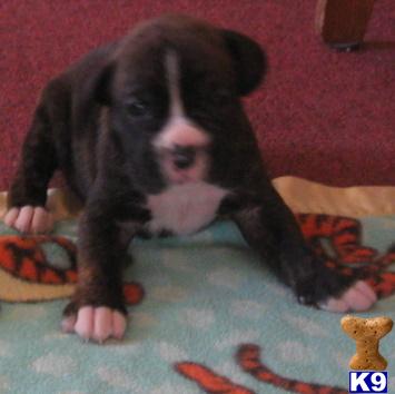 Boxer Puppies for Sale